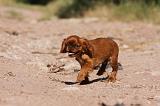 KING CHARLES SPANIEL 179